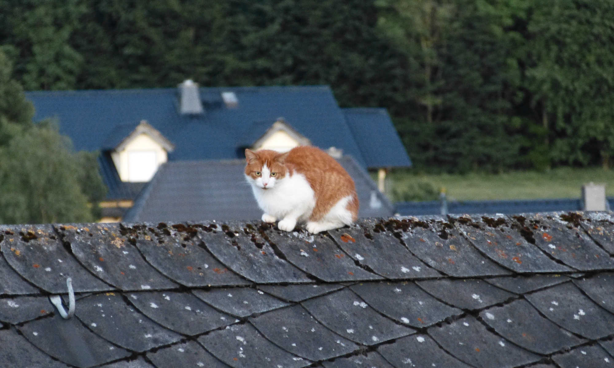 Katze auf Dachfirst